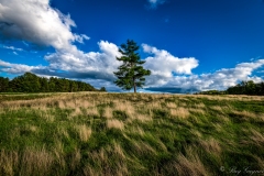 LTC-8-Lone-Tree-Offield-Family-Viewlands