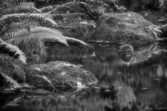 Pond Reflection