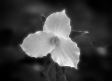 4-Trillium-Morning-Dew