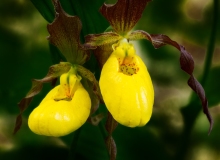 5-Pair-of-Lady-Slippers-Michigan