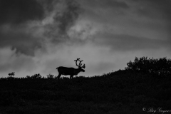 Bull-Caribou-Denali-NP-AK-B