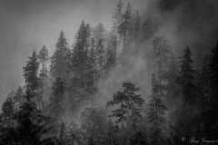 Misty-Forest-–-Ketchikan-AK.-B