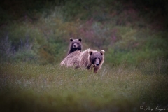 Mother-Cub-Denali-NP-AK