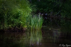 Iris Reflection